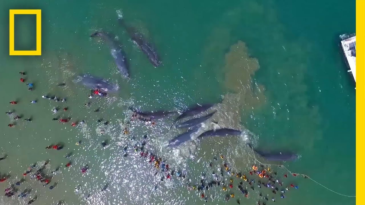 Watch a Rescue Effort to Save 10 Stranded Whales | National Geographic