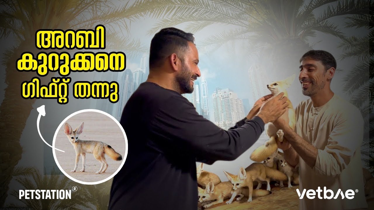 കുറുക്കനെ ഗിഫ്റ്റ്‌ കിട്ടി.. ഇതിനെ എങ്ങനെ നാട്ടിൽ കൊണ്ട്‌ വരും?? Jamal gifted us Fennec Fox 🦊 😍🔥