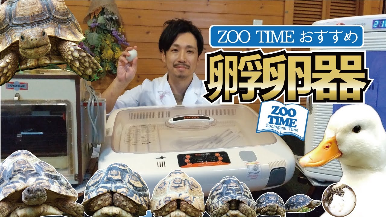 ★【鳥類・爬虫類用】ZOO TIMEおすすめ孵卵器３選　メリットやデメリットも具体的にご紹介 @ZOOTIMEch