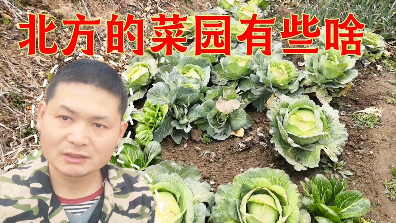 回农村老家过春节，看看北方的菜园有哪些，根本吃不完 #親子生活 #男人 #离婚 #life #房车