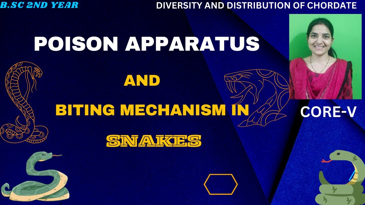 Poison apparatus and Biting mechanism in snakes B.Sc 2nd Year||