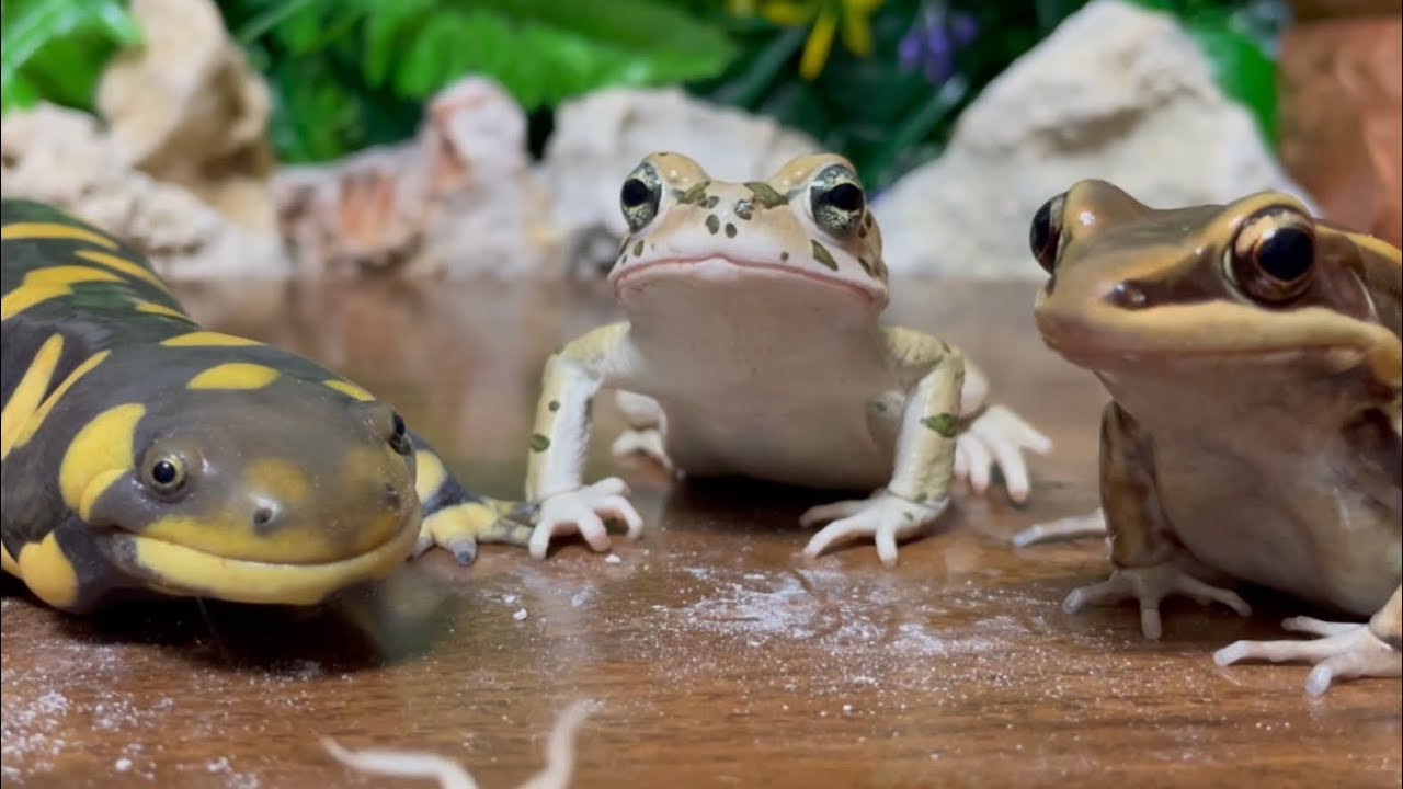 Food is not just eating energy. It’s an experience🐸（Frog & Toad & Salamander）