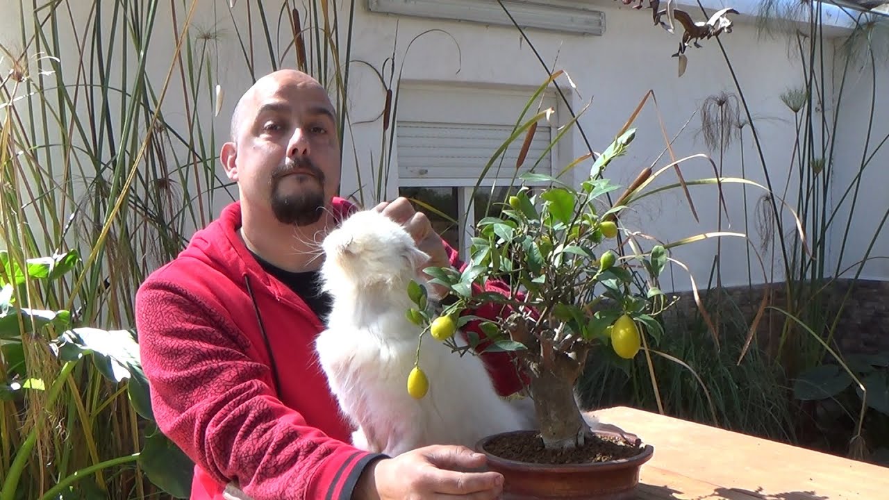 Escuela de Bonsai Online PEQUES - Qu&eacute; es bonsai