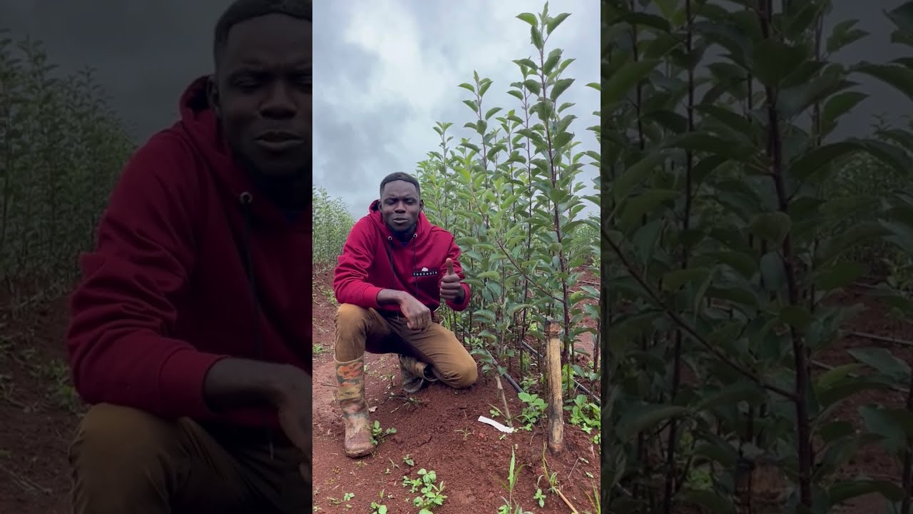 Kilimo cha apple 🍎🇹🇿🍏