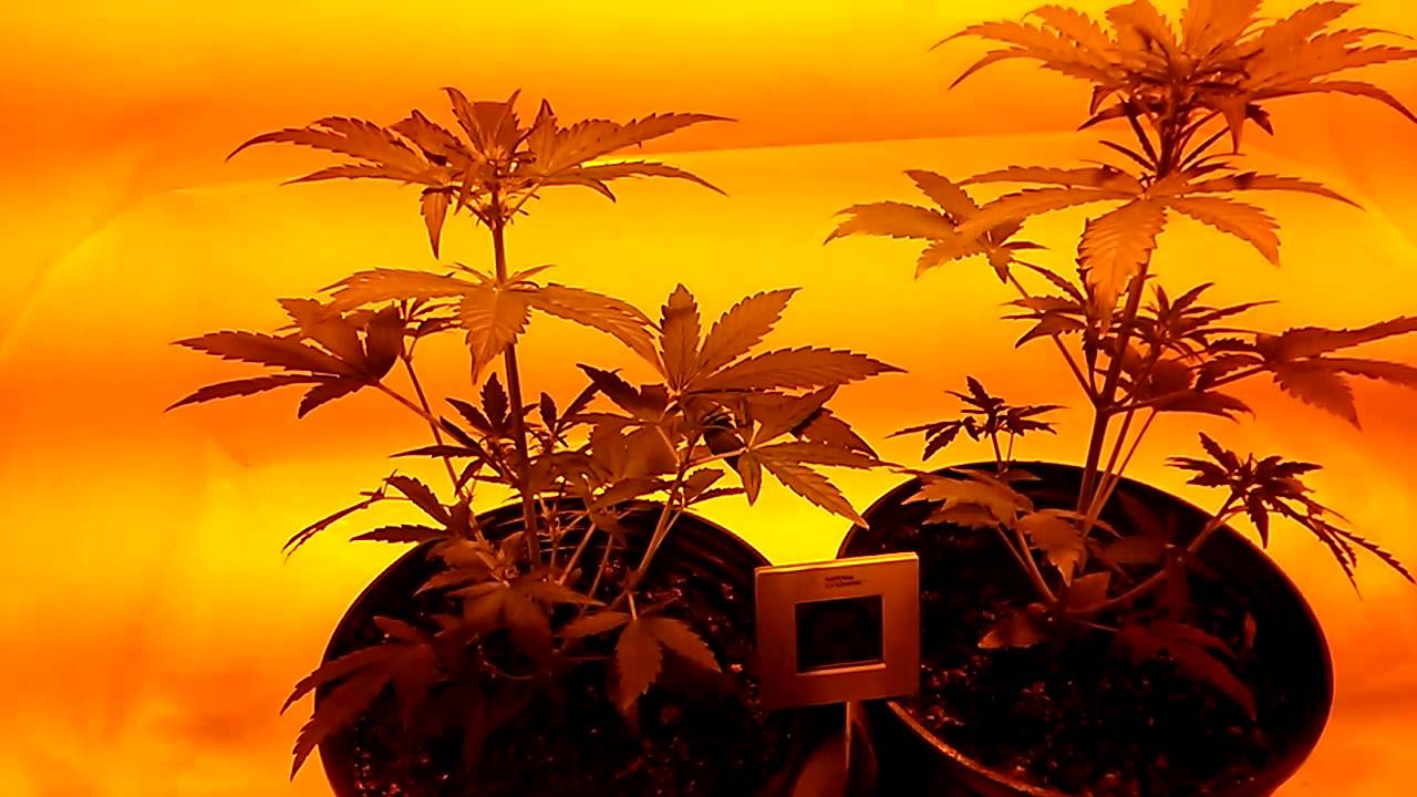 Medical grow auto update 1 critical jack dinafem
