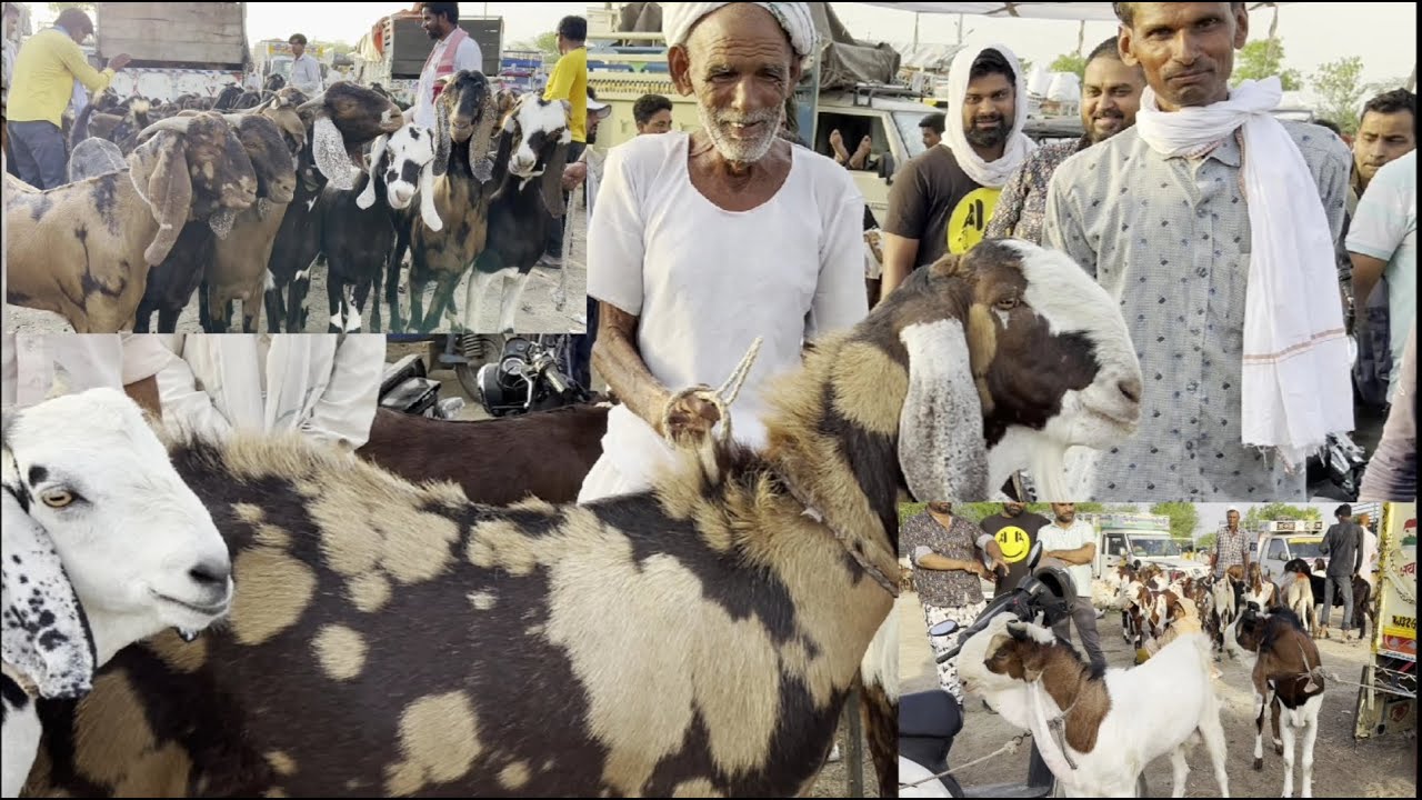 Rajasthan bakra mandi Tonk goat market live updet cover with price 5th June 2024