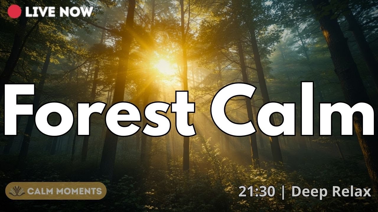 LIVE: Deep Forest Calm | 25 Min for Sleep, Focus & Anxiety Relief | Calm Moments