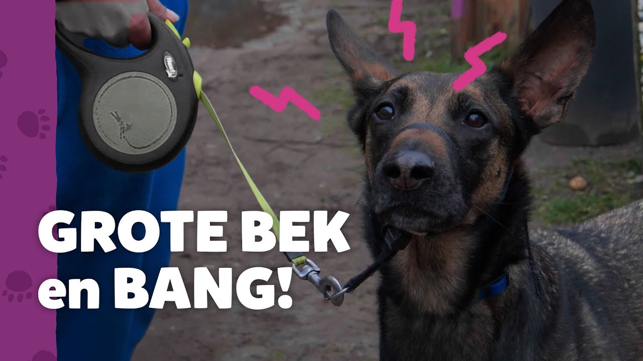 Wat doet ‘ie stoer, maar WAT is ‘ie bang - Ron's Honden Spreekuur