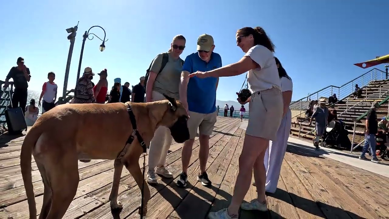 Cash 2.0 Great Dane meeting new people in Santa Monica 157