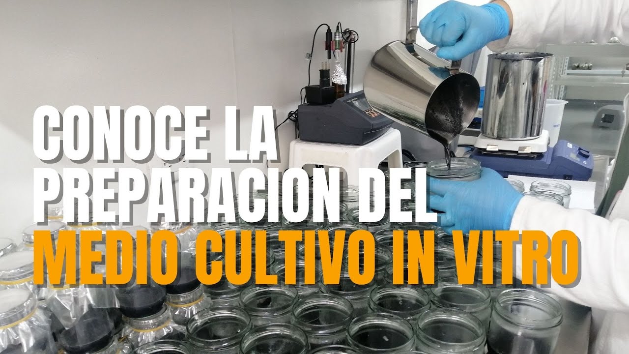 ¿Cómo preparar el medio de cultivo In vitro para orquídeas? 🔬