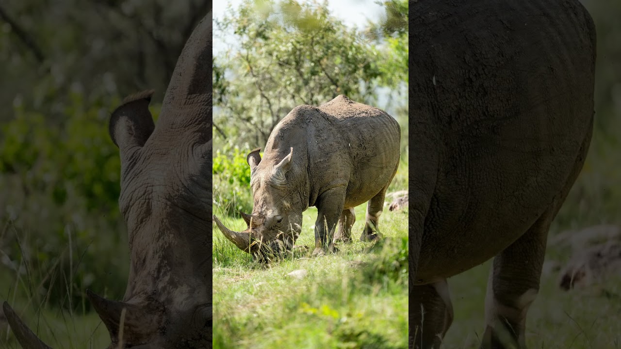 Ultimate Tanzania Safari Tour | Explore the Big Five with Kili Africa Tours