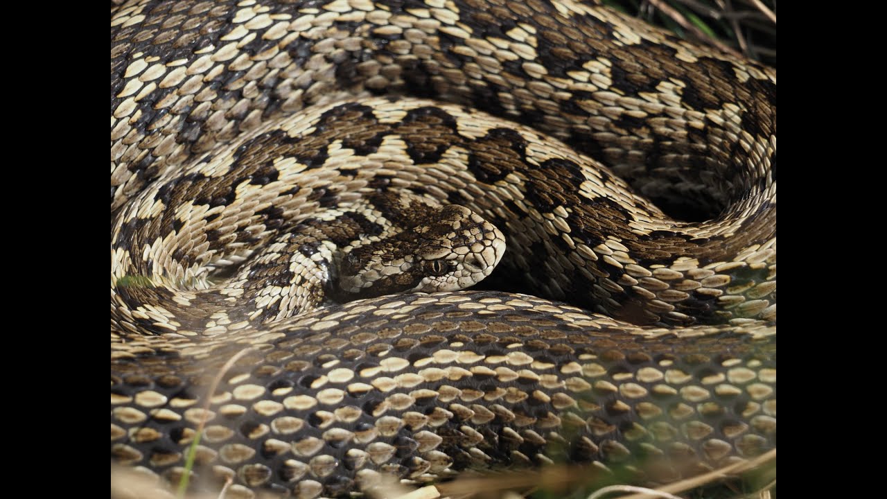 Vipera LIFE - Vissza a természetbe (2. rész) / Vipera LIFE - Back to the nature (Episode 2.)