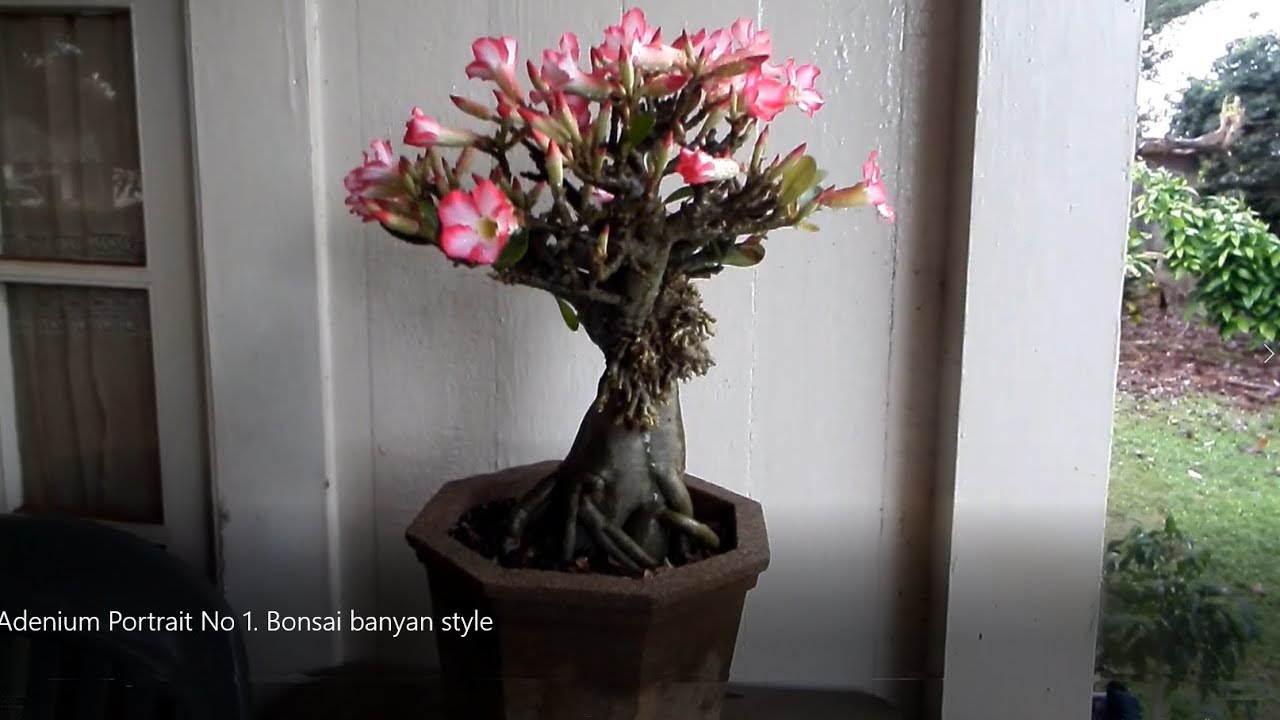 Adenium Portrait No. 1  Bonsai banyan style