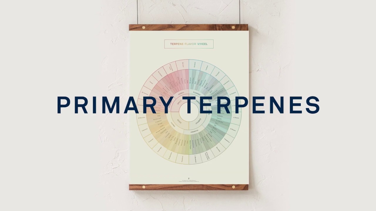 Terpene Information Visualized - Infographic Art Collection by Goldleaf
