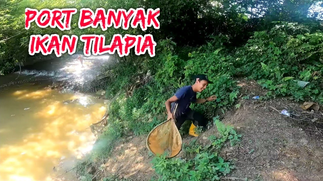MANCING IKAN TILAPIA DI SUNGAI HASILNYA DAPAT BANYAK