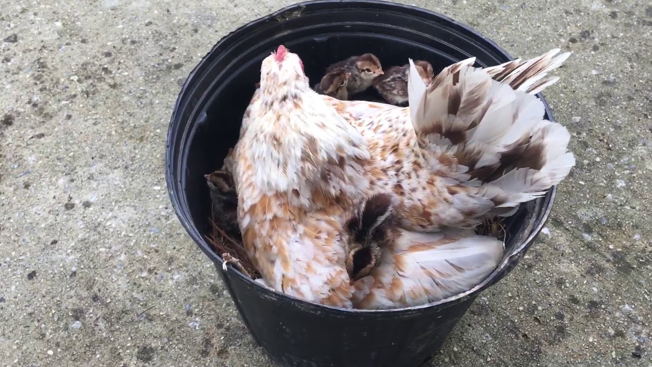 Serama hen hatching quail chicks