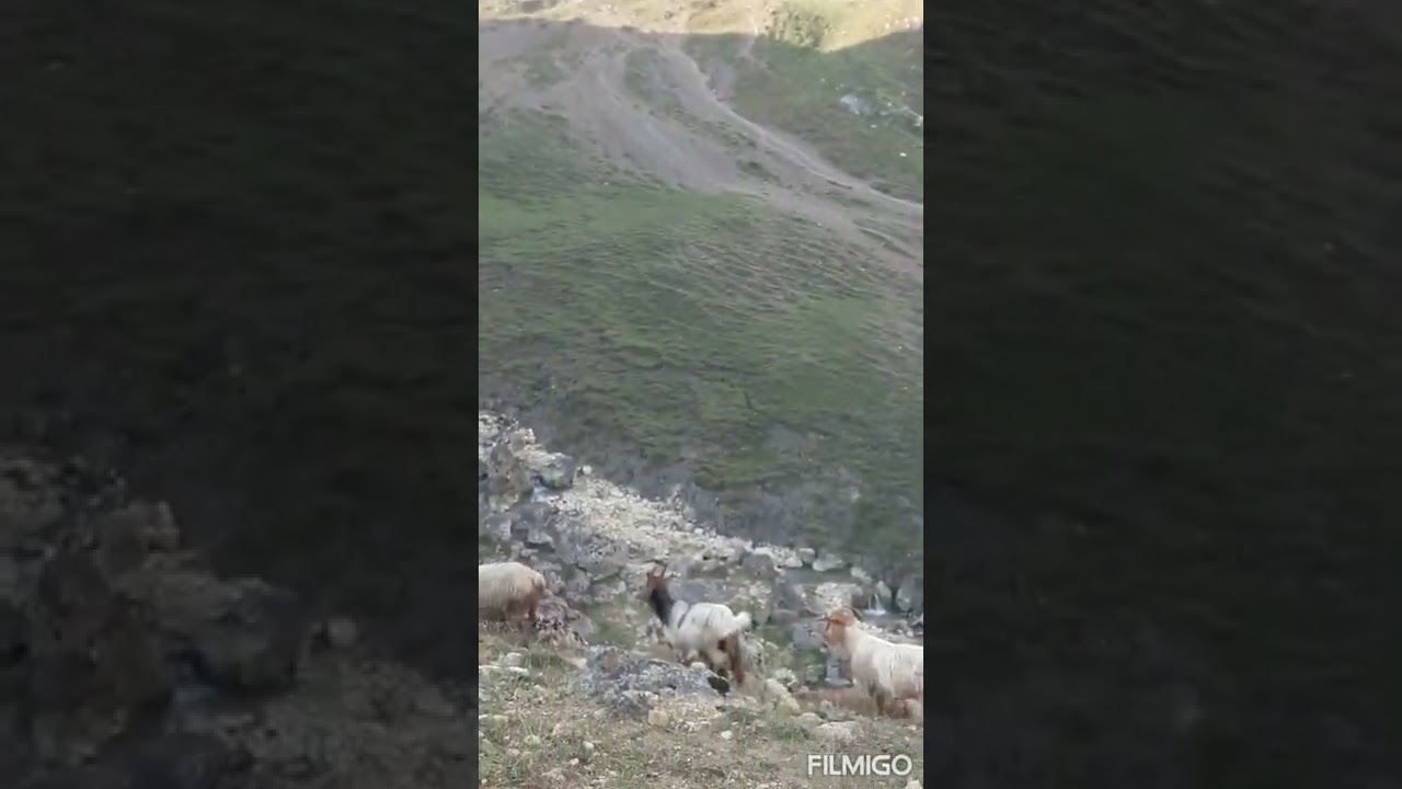 Zindan Muruq kəndi.Зиндан Мурукъ хуьре дагъдин синел яйлахра 🐑🐏🐐хипер хуьн.