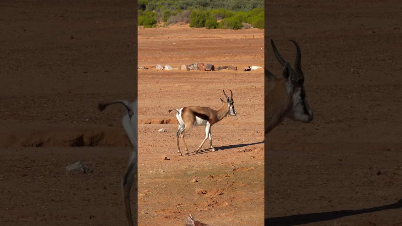 Desert antelope prancing in a semi arid region #shorts #wildlife