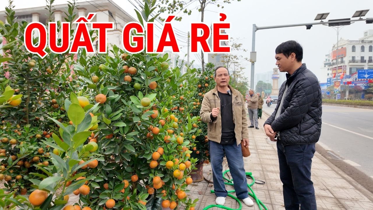 Quất Tết Văn Giang Hưng Yên 2026 Cây Đẹp Giá Bình Dân rẻ nhất là bao nhiêu?