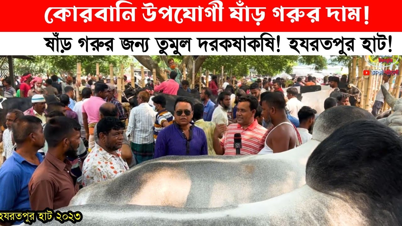 ২ লাখ ৫০ হাজার! কিন্তু হলো না! কেরানীগঞ্জের হযরতপুর হাটে গরু বেচাকেনার চিত্র! cow price