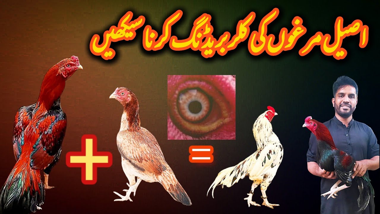 Aseel Murga Color Breeding Tips