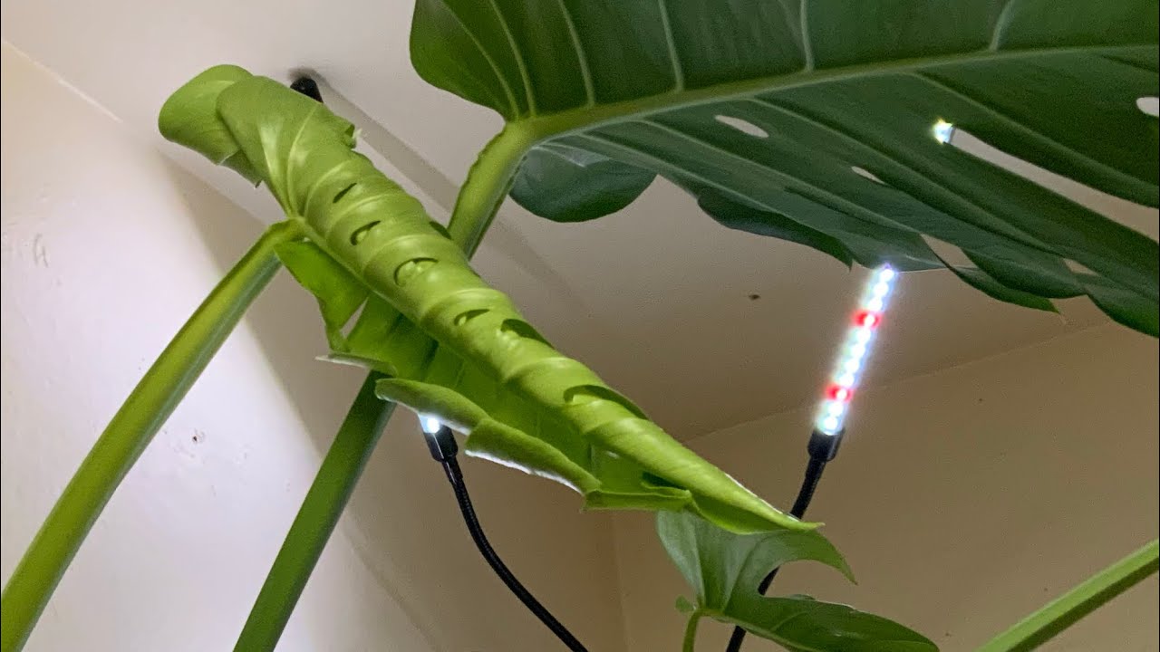 YeeeHawww!!! It is a TWO for ONE! Timelapse Unfurling video!!! | Big Boi + 1