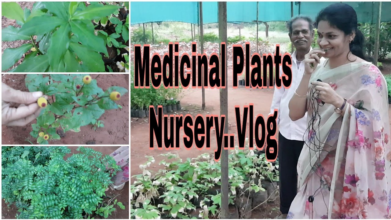 ఔషధ మొక్కల గురించి తెలుసుకుందాం/Medicinal plants and their names. #NurseryVlog  #medicinalplants