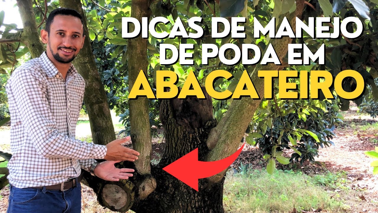 Manejo de Poda Drástica no Pomar de Abacate: Resultados e Dicas!