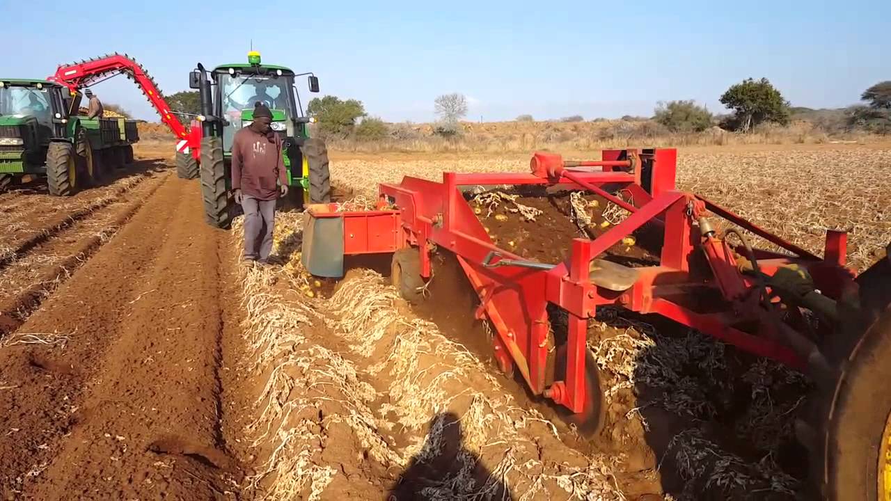 Grimme GT 170 Potato harvester and John Deere 6125M