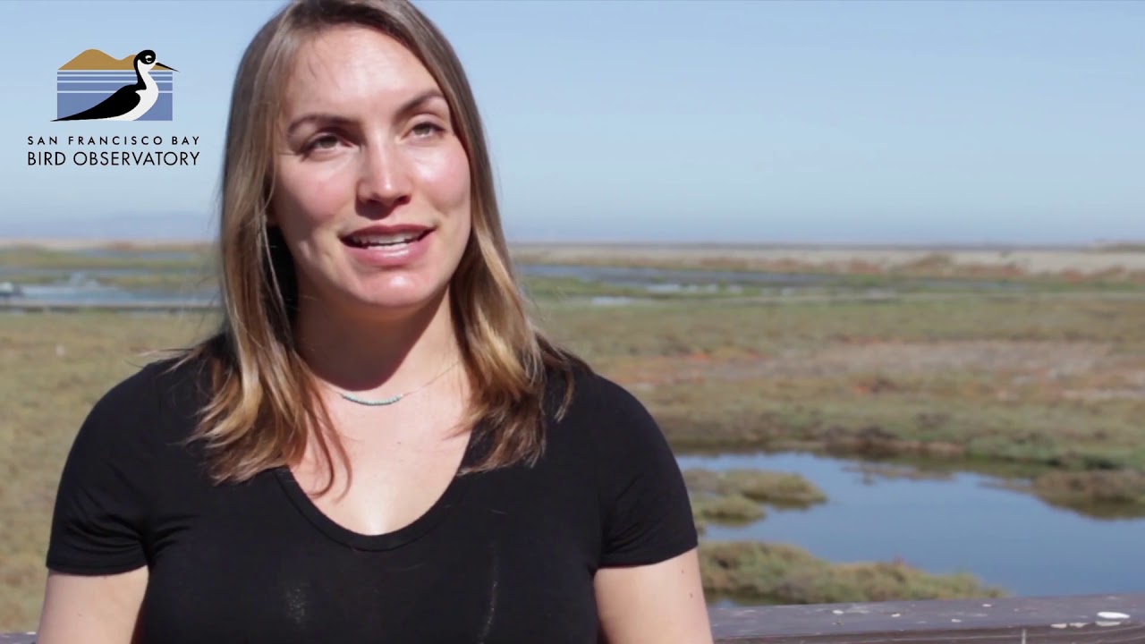 San Francisco Bay Bird Observatory 2017 Waterbird Research