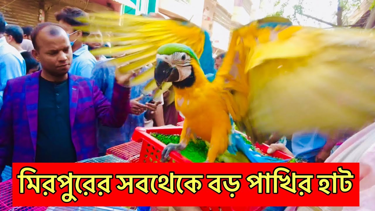 বাংলাদেশের সবচেয়ে বড় পাখি বা*জার Bangladesh's Biggest bird Ma