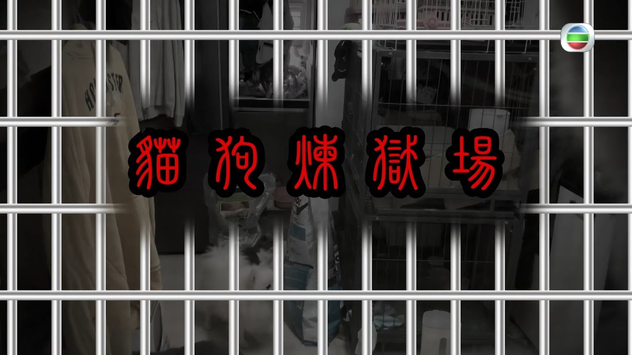 東張西望｜荒僻村屋｜慘成殘酷虐待名種貓繁殖場｜粉嶺