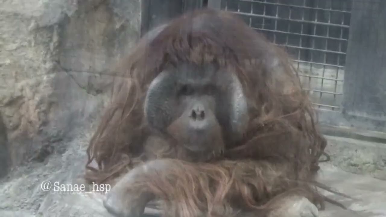 約１ヶ月ぶりに復帰したキューさん。　🎥2026.1.13  多摩動物公園　