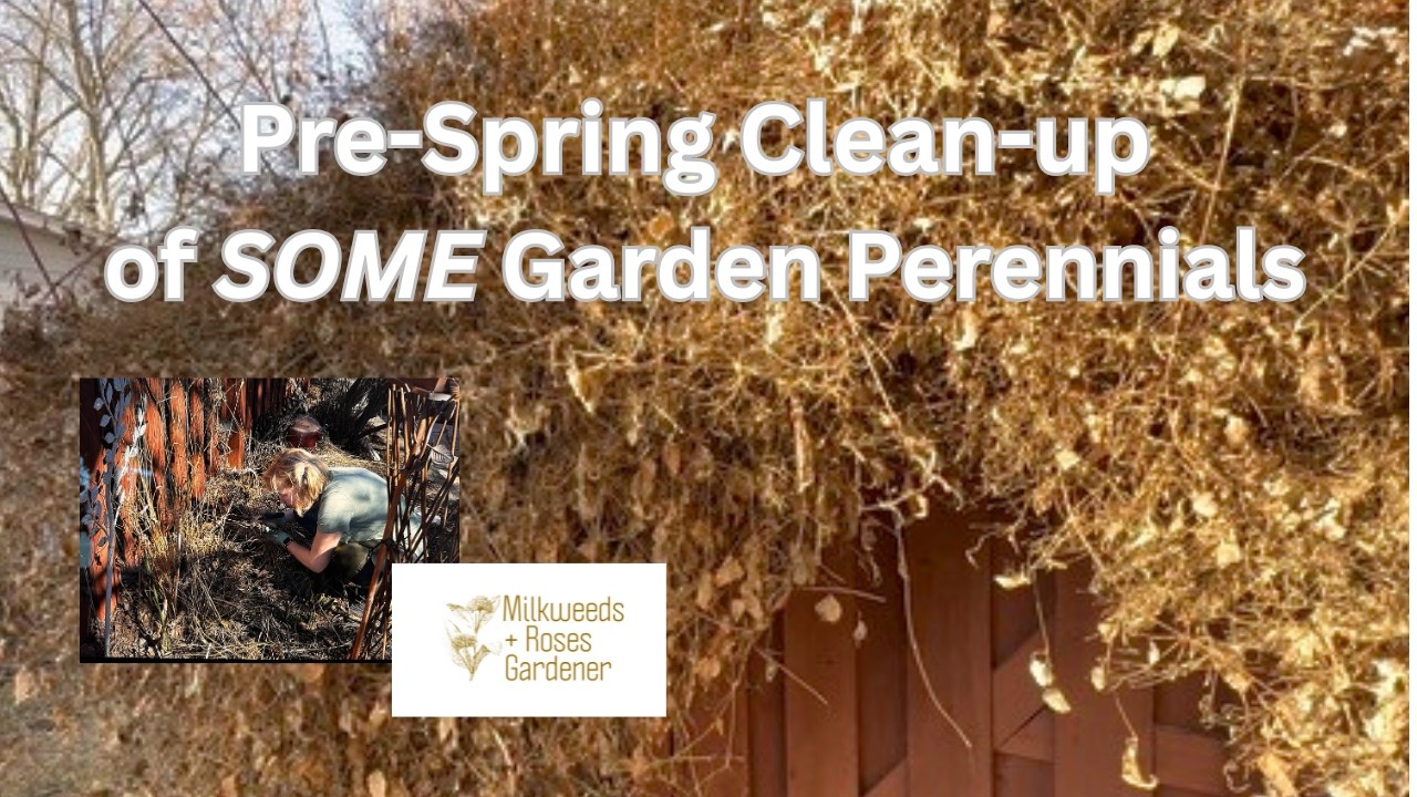 Some plants you SHOULD clean up in your garden before Spring!