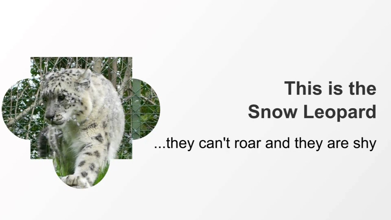 Animal Art | The Snow Leopard by Elle Smith