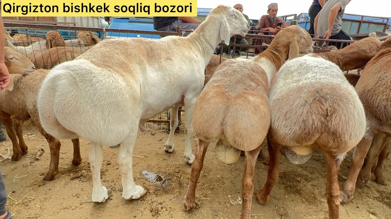 👍👍QIRGIZISTON BISHKEK SOQLIQ QOY BOZORI AVGON ARASHAN QOY NARXLARI TOMOSHAGA ZAKAS VIDEO