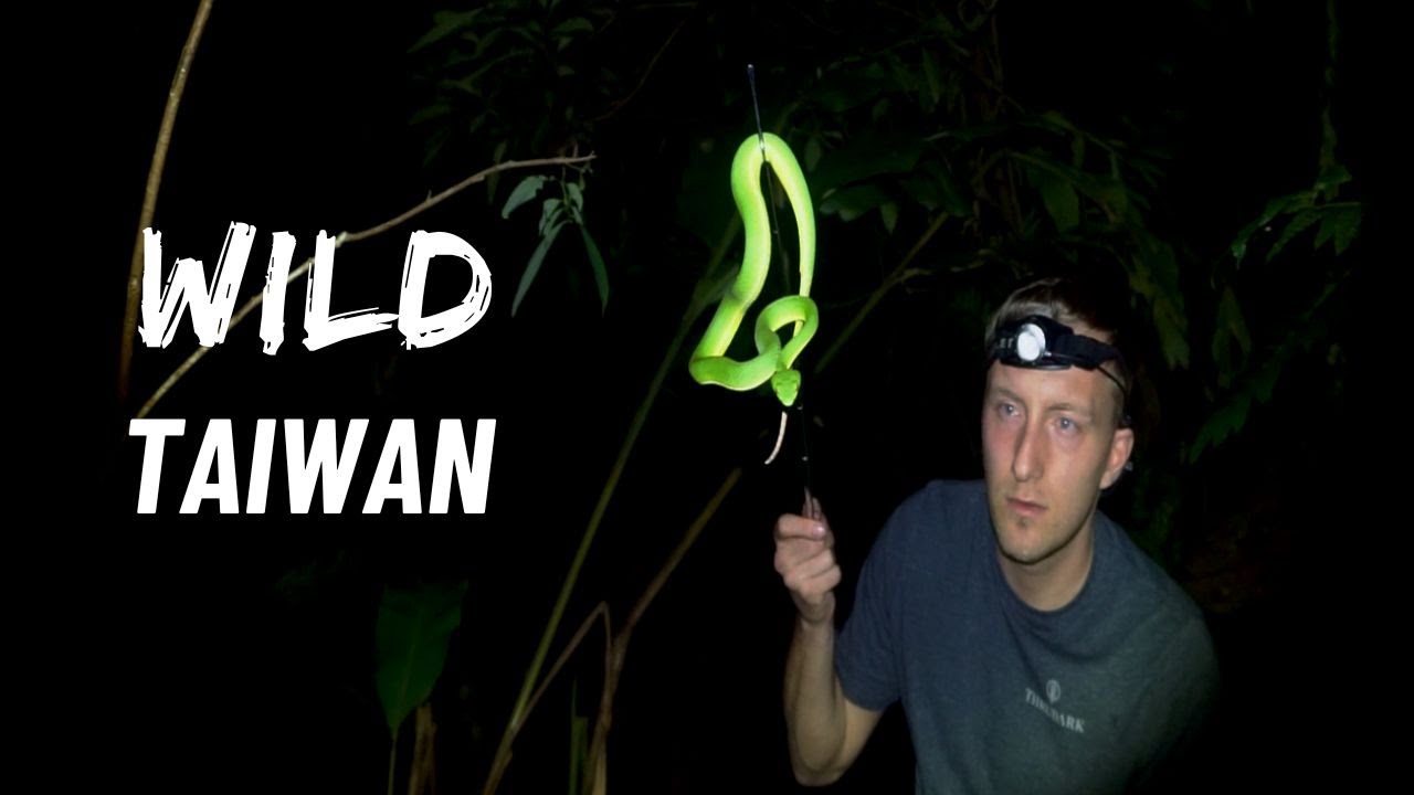 How I Found China’s Deadliest Viper! 台灣最毒的蛇