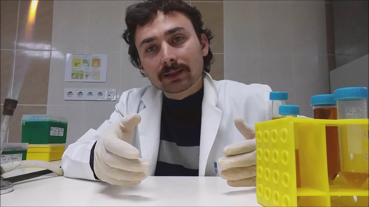 Log fazı için bakteri hazırlama
