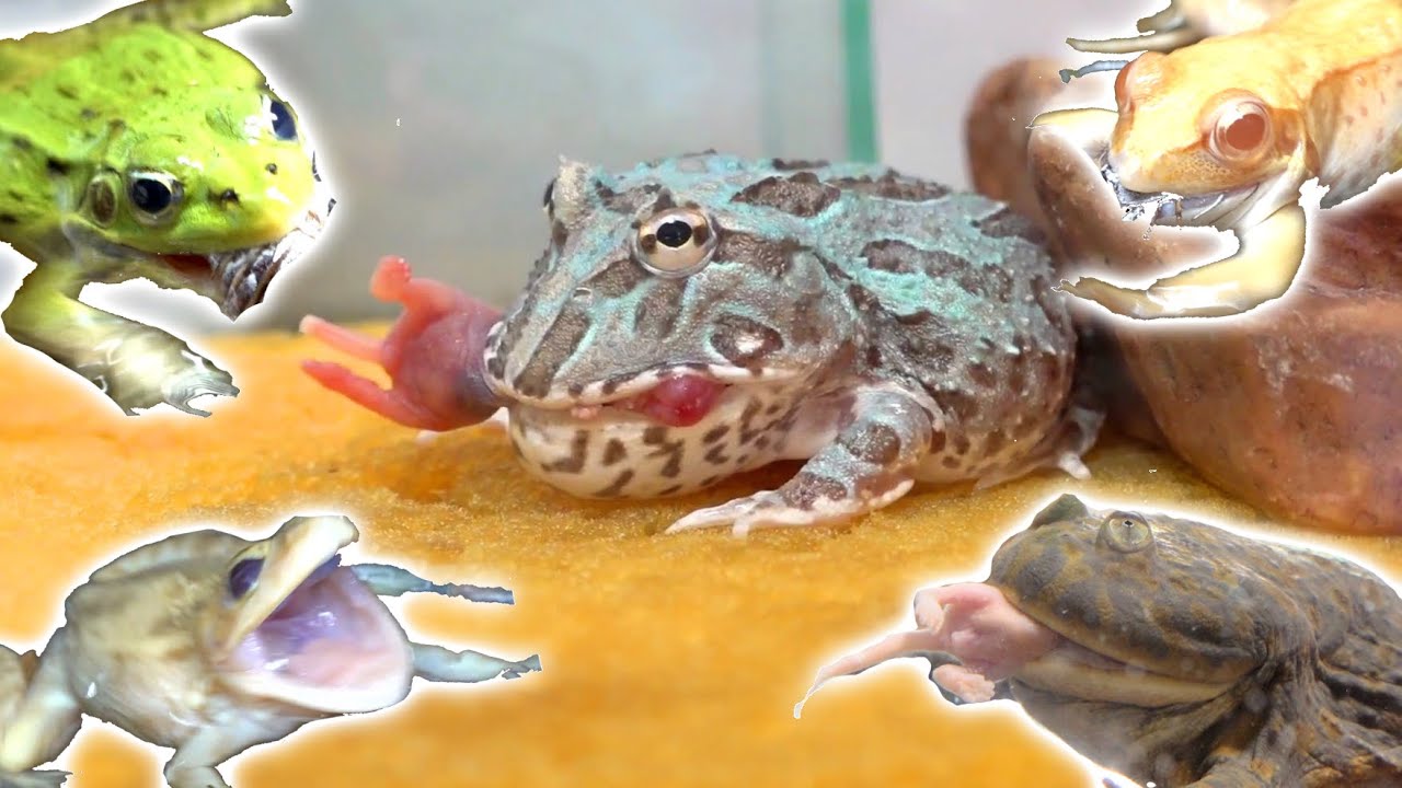 １１種類のカエルの餌やりを一気に見れるお得な動画
