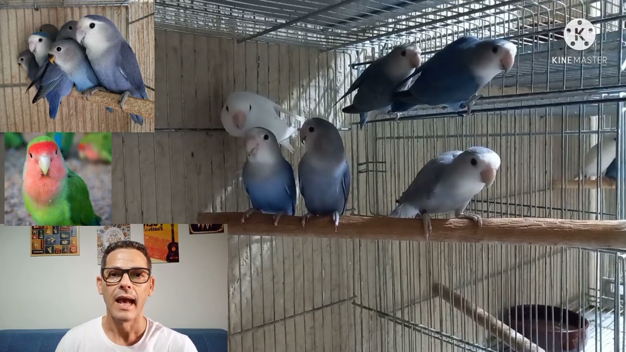 formação de casal verde ancestral com violeta qual mutação pode nascer