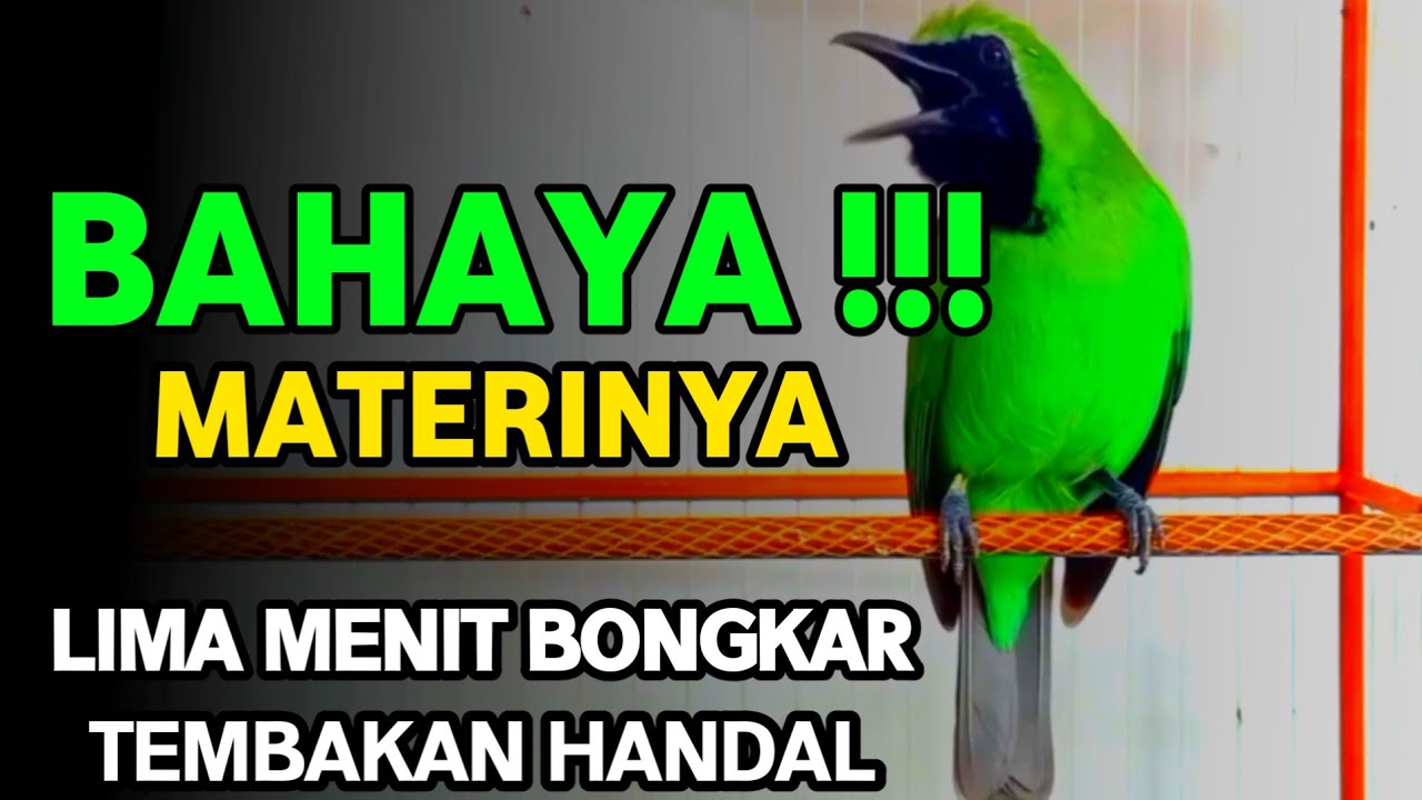 Pancingan Handal Cucak Ijo Gacor! Jitu Dalam Membuat Ijo Lain Cepat Naik Emosi Langsung Jamtro Emosi