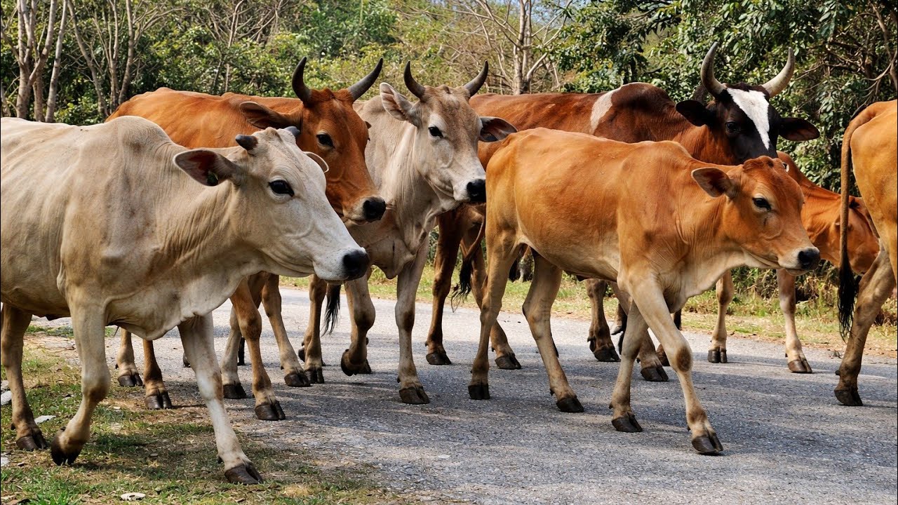 sekawanan sapi di jalan raya desa