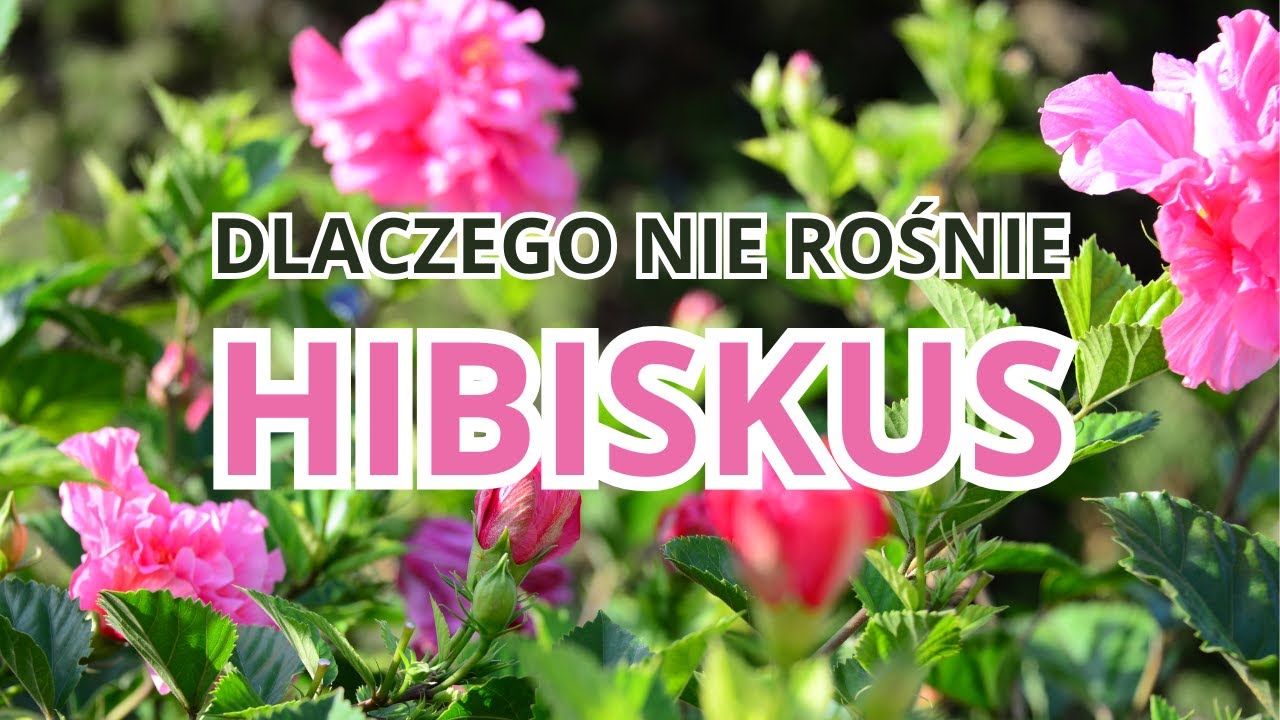 Hibiskus - Dlaczego NIE ROŚNIE - Jedna Z Przyczyn - ZOBACZ