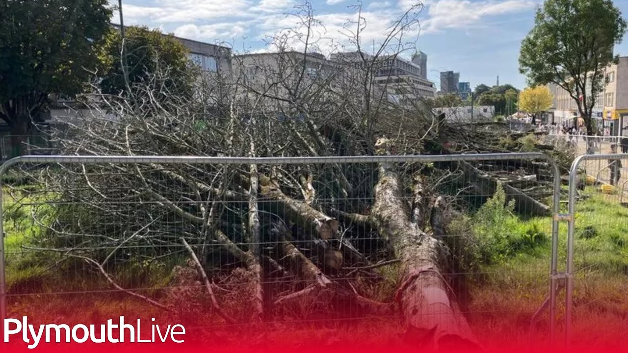 Plymouth Council faces probe after Armada Way tree ruling