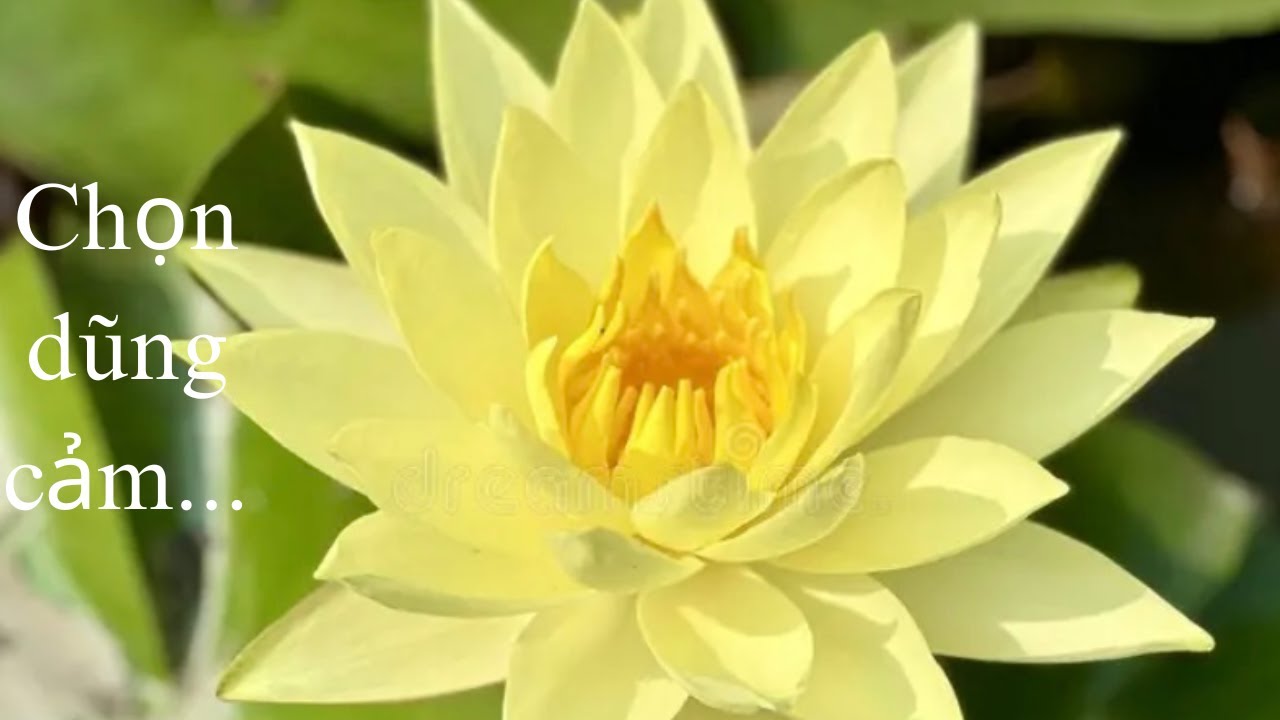 #100 Mình Đã Trốn Sau Ống Kính Suốt 99 videos…Đến Hôm Nay. 1/31/2026