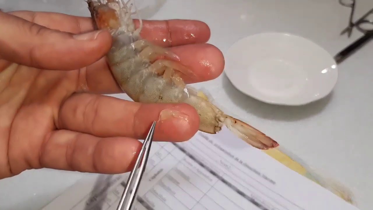Dissection de la crevette