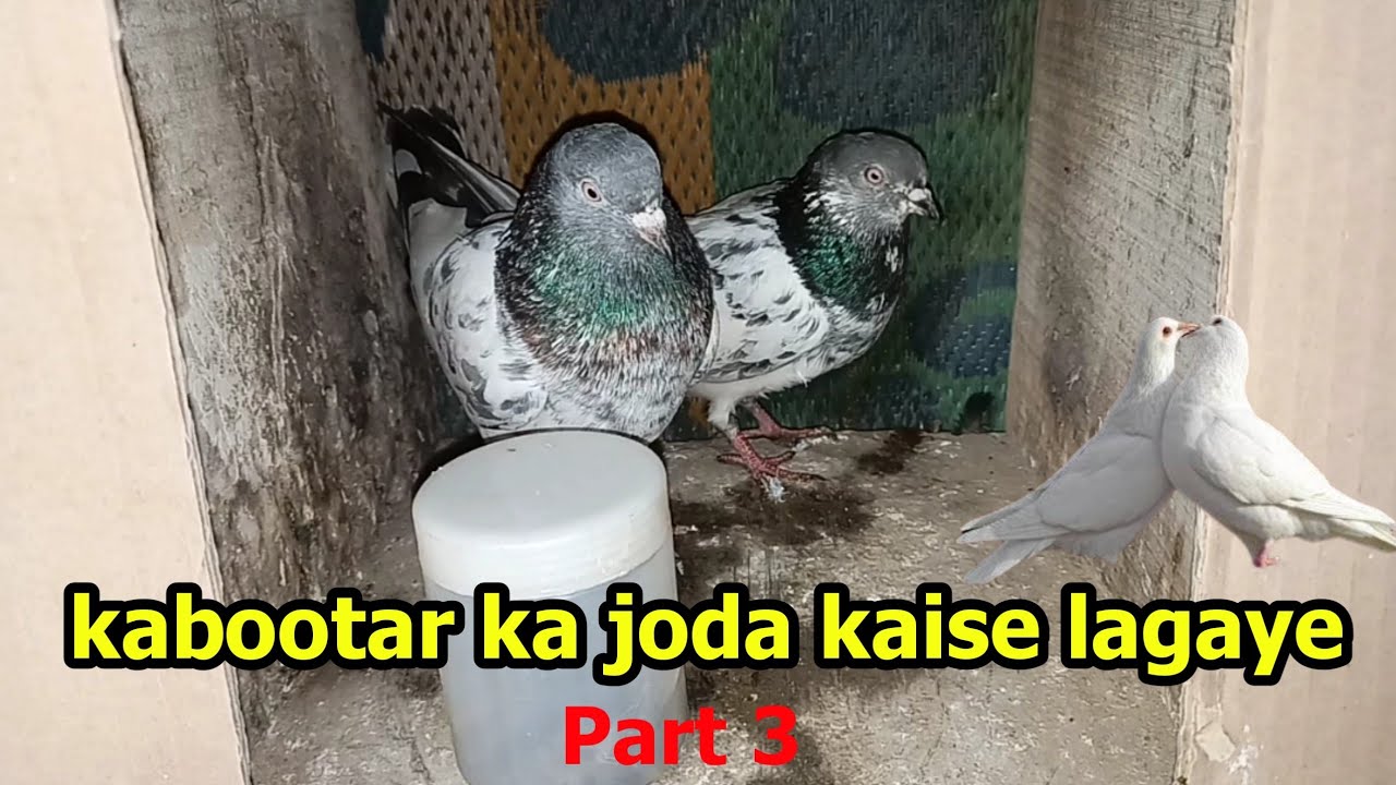 kabutar ka naya joda kaise lagaye Part 3 || kabootar ka joda kaise lagaye Part 3 || By Pigeon Mela