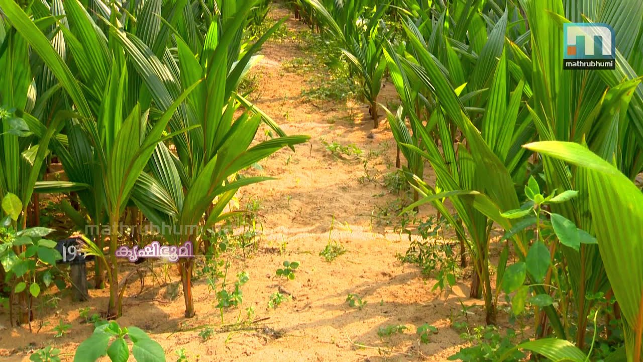 Kuttyadi Coconut to South Kerala - Krishibhumi Roundup (Episode 03)