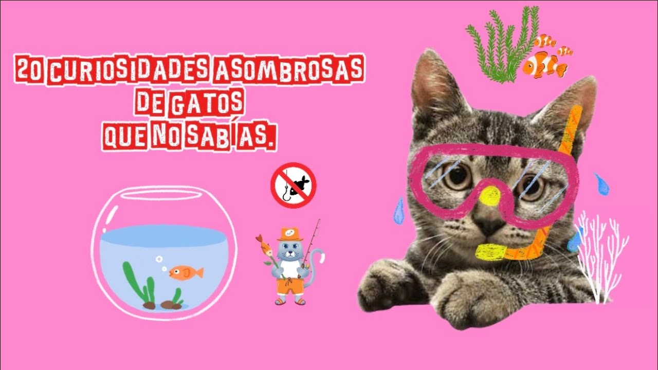20 CURIOSIDADES ASOMBROSAS de GATOS que NO SABÍAS. 