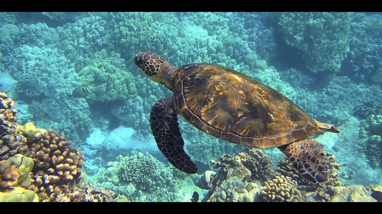 Diving with friends in the mediterranean sea
